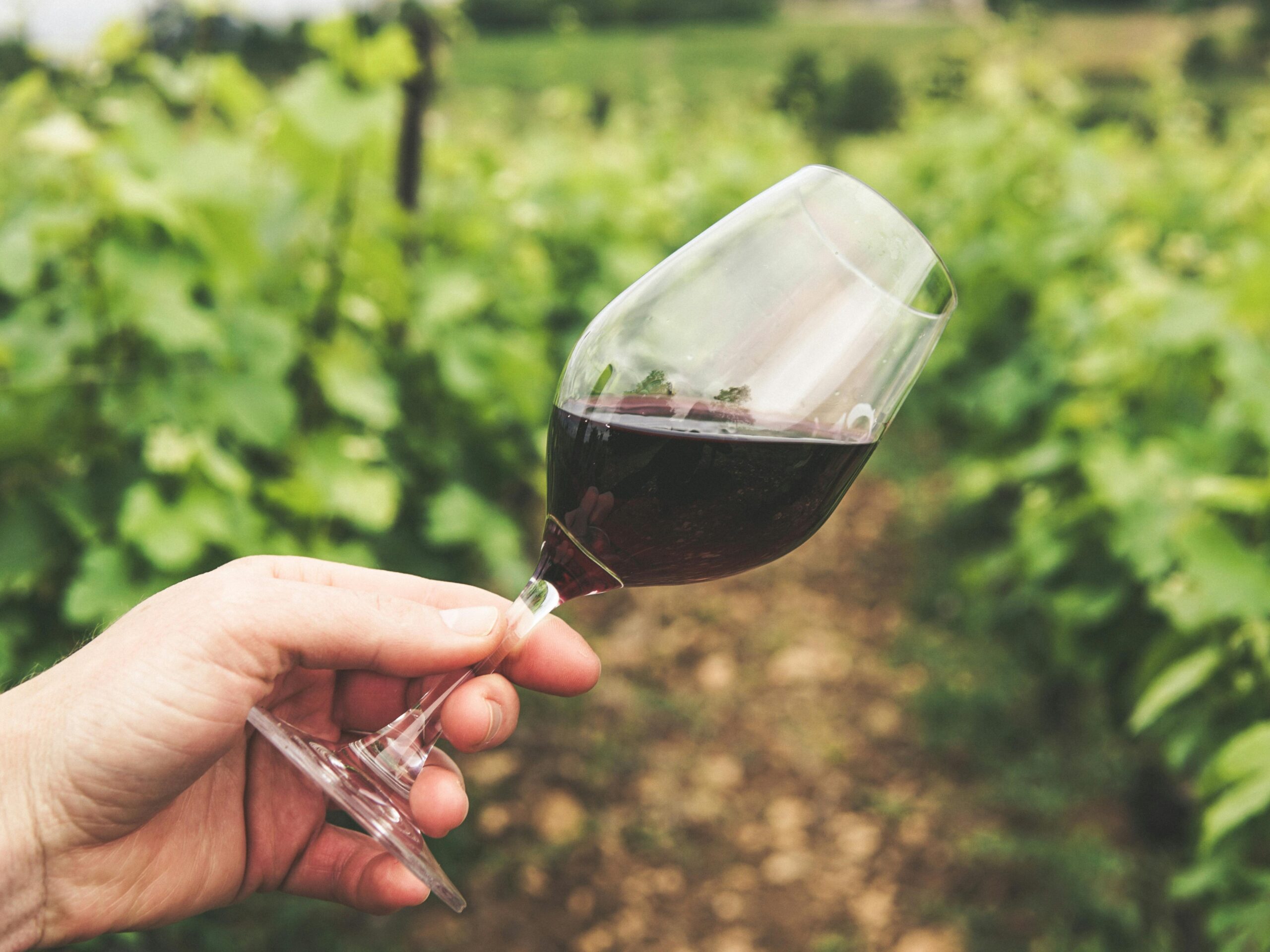 For The Fifth Consecutive Time, DGB Reigns Supreme As South Africa’s Best Wine Producer
