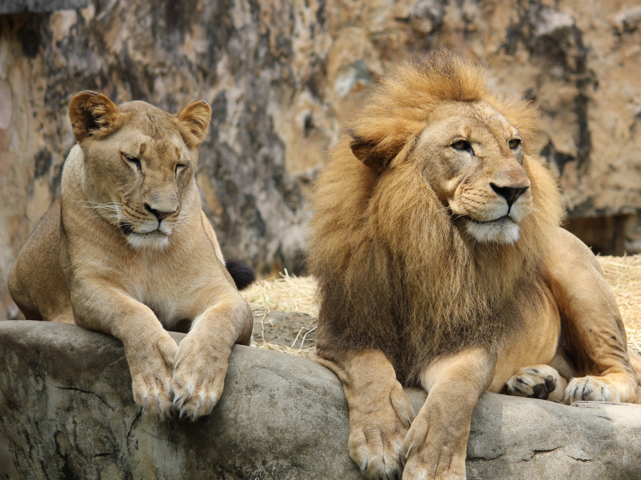 Government Urged To Act On Promise To Phase Out SA s Captive Lion government-urged-to-act-on-promise-to-phase-out-sa-s-captive-lion
